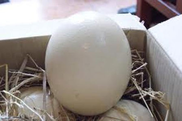 tác dụng của trứng ngỗng với bà bầu