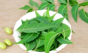 sốt xuất huyết nên ăn gì lá neem